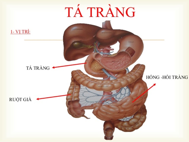 Vị trí của tá tràng trong tương quan với các bộ phận khác trong hệ tiêu hóa của cơ thể người