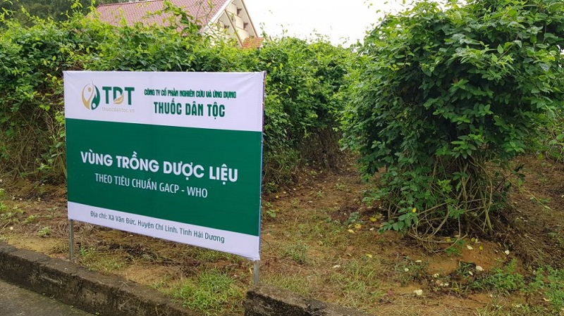 Vườn dược liệu sạch chữa bệnh phong thấp của Thuốc dân tộc