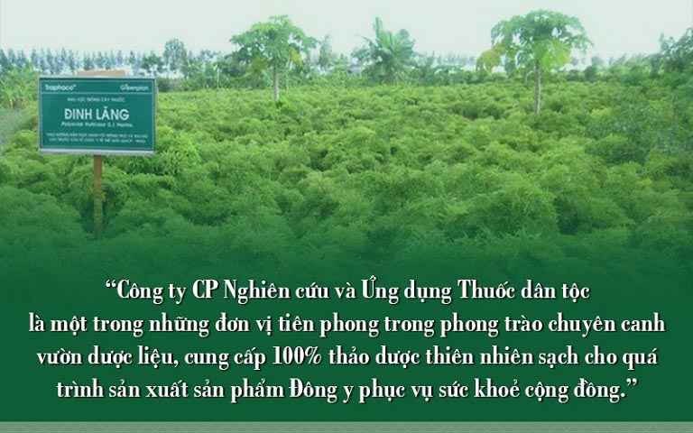 Vườn thảo dược chữa đau dạ dày lúc nửa đêm tại Thuốc dân tộc 