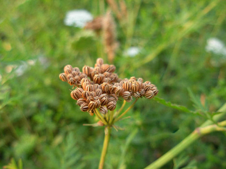 xà sàng tử